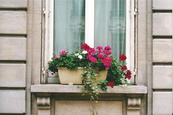 geranium-window